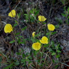 Crocanthemum canadense