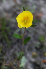 Crocanthemum canadense