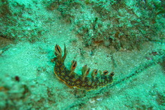 Bornella anguilla image