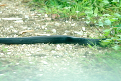 Naja sumatrana