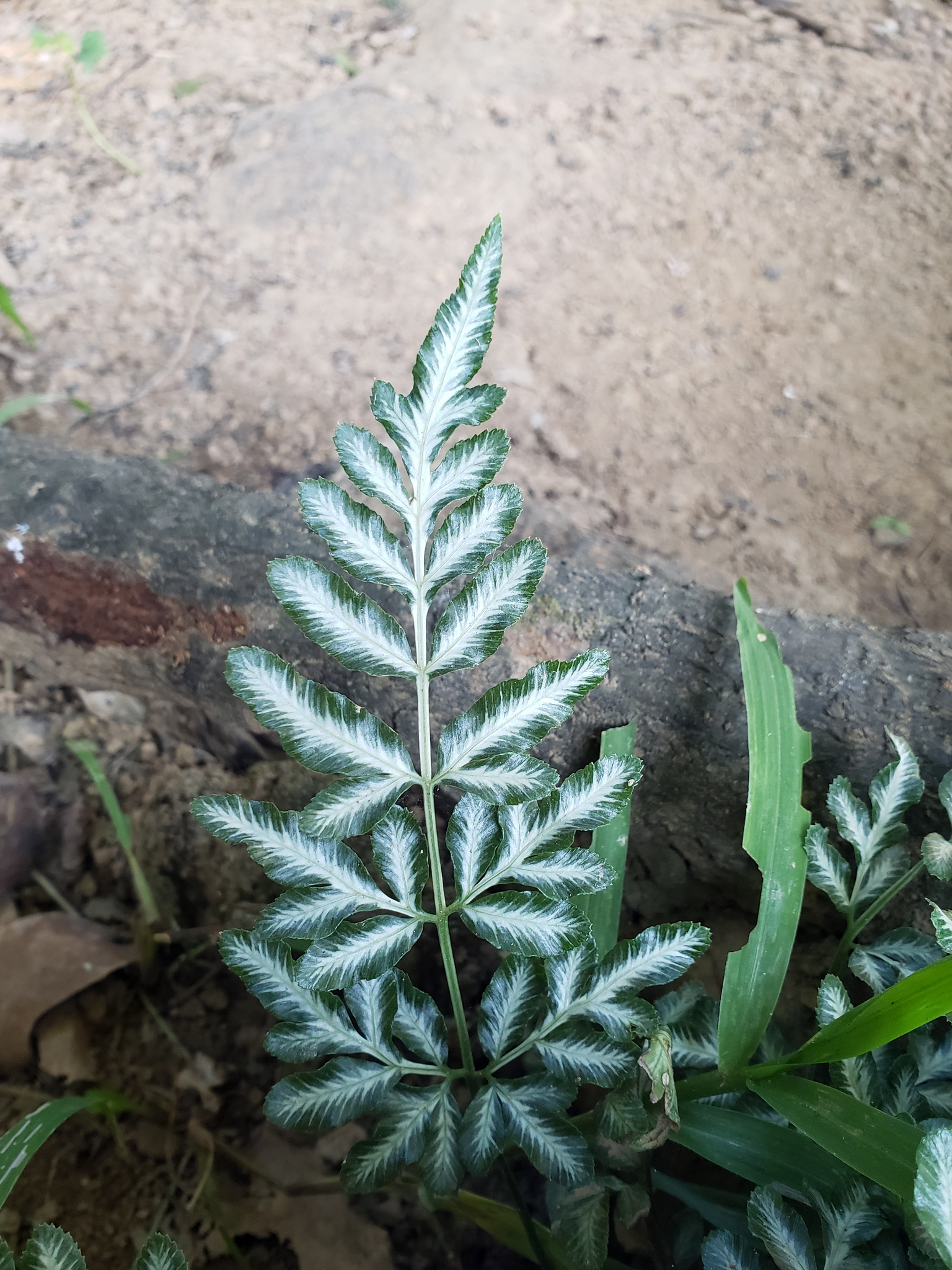 Pteris ensiformis
