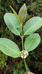Peponidium