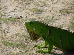 Iguana iguana