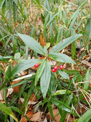 Ardisia crispa