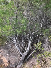 Hakea drupacea