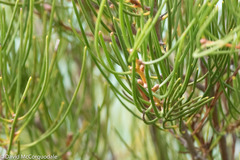 Hakea drupacea