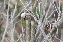 Hakea drupacea