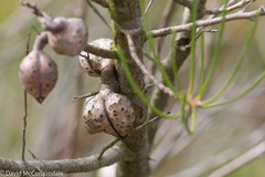 Hakea drupacea