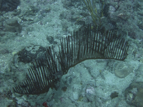 Ctenocella pectinata