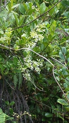 Danais rhamnifolia image