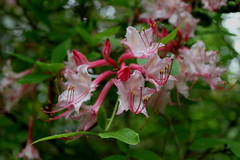 Rhododendron colemanii