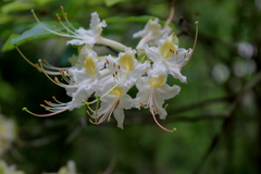Rhododendron colemanii