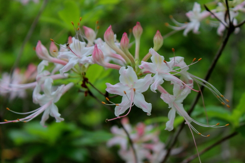 Red Hills Azalea (Rhododendron colemanii)
