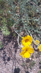 Baileya multiradiata