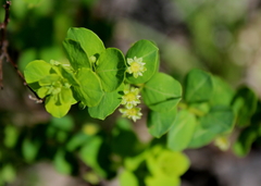 Phyllanthopsis phyllanthoides