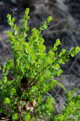 Phyllanthopsis phyllanthoides