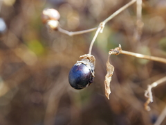 Silene baccifera japonicus