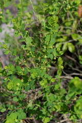 Phyllanthopsis phyllanthoides