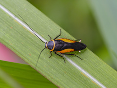 Hemithyrsocera vittata