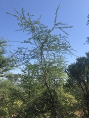 Senegalia senegal leiorhachis