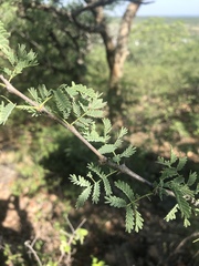 Senegalia senegal leiorhachis