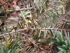 Taxus cuspidata