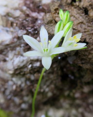Ornithogalum rogersii