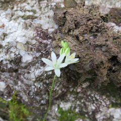 Ornithogalum rogersii