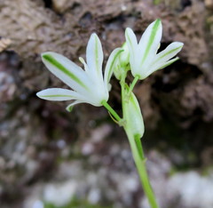 Ornithogalum rogersii