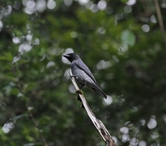 Coracina macei larutensis