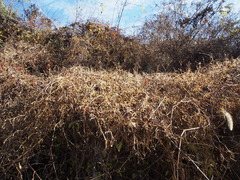 Silene baccifera japonicus