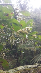 Apodocephala pauciflora image