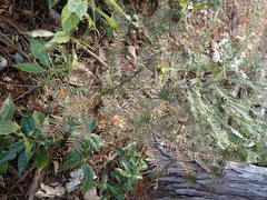 Taxus cuspidata