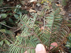 Taxus cuspidata