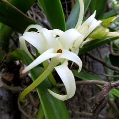 Cyrtorchis arcuata arcuata