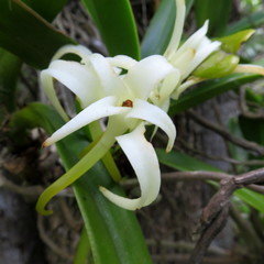 Cyrtorchis arcuata arcuata