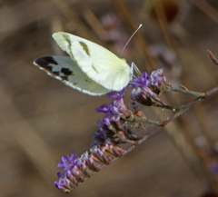 Pieris krueperi