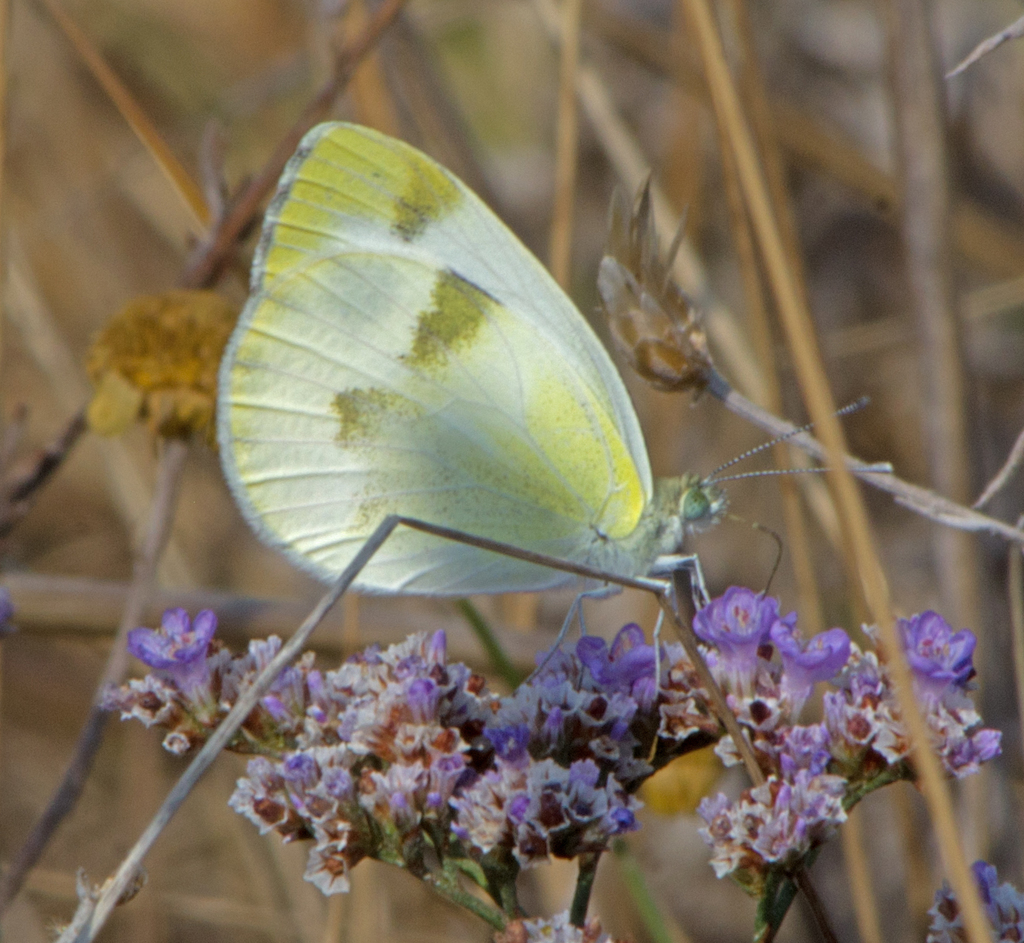 Krueper's Small White
