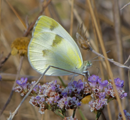 Krueper's Small White