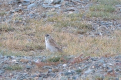 Montifringilla davidiana