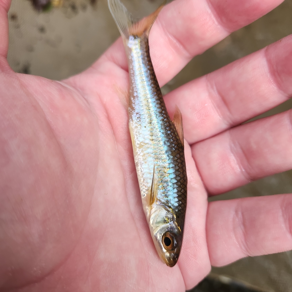 Spottail Shiner from Frederick County, MD, USA on June 19, 2023 at 06: ...