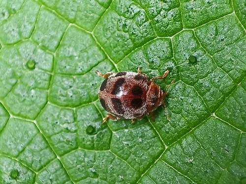 Epilachna crassimala, 2023-06-17