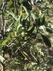 Ximenia americana microphylla