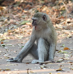 Chlorocebus cynosuros