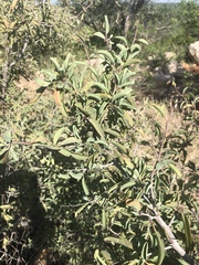 Ximenia americana microphylla