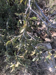 Ximenia americana microphylla