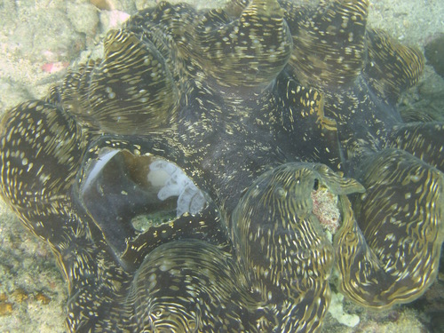 Fluted Giant Clam (Tridacna squamosa)
