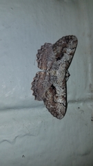 Cymatophora approximaria