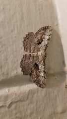 Cymatophora approximaria