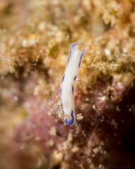 Hypselodoris peasei